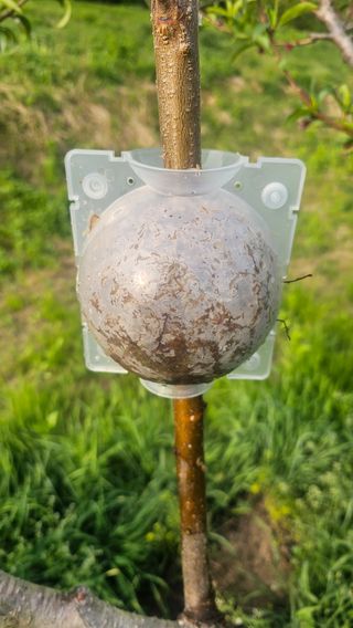 장정규님의 복숭아 · 영농일지 작성글 사진