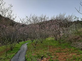 초보일꾼님의 매실 · 영농일지 작성글 사진