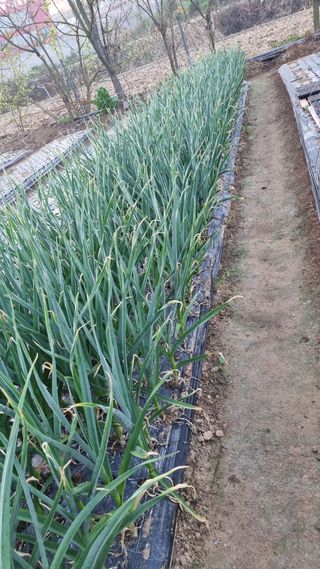 김지철님의 기타작물 · 영농일지 작성글 사진