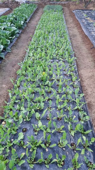 김지철님의 기타작물 · 영농일지 작성글 사진