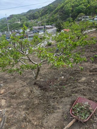 김용대님의 기타작물 · 영농일지 작성글 사진