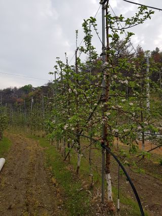 의성,군위 나상덕님의 기타작물 · 영농일지 작성글 사진
