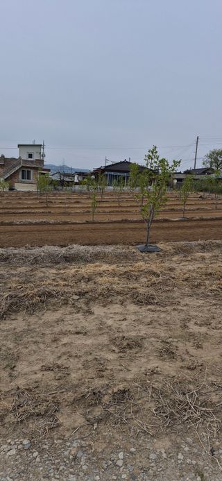 김수학님의 참깨 · 영농일지 작성글 사진