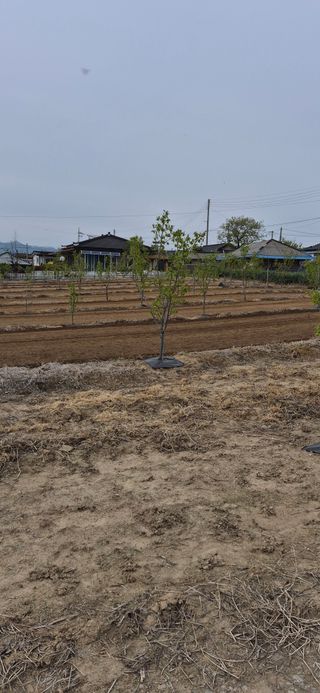 김수학님의 참깨 · 영농일지 작성글 사진