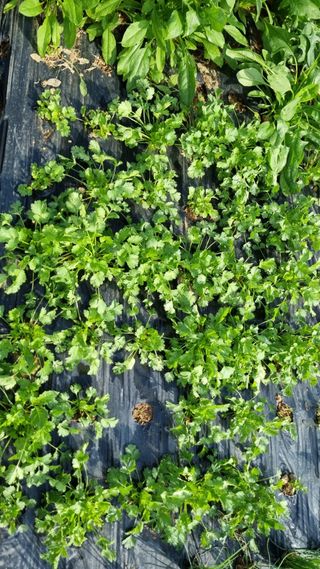 김지철님의 기타작물 · 영농일지 작성글 사진