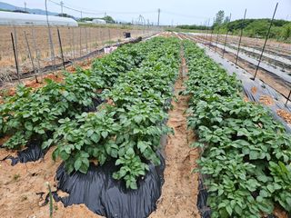 강창원님의 고추 · 영농일지 작성글 사진