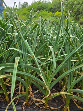 이상철님의 기타작물 · 영농일지 작성글 사진