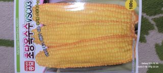 로즈마리님의 옥수수 · 영농일지 작성글 사진