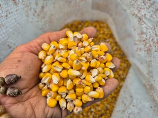 늘햇살팜 님의 기타작물 · 영농일지 작성글 사진