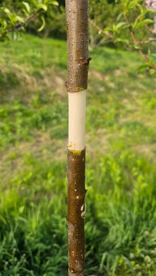 장정규님의 복숭아 · 영농일지 작성글 사진