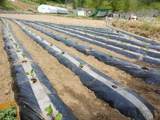 김진현님의 기타작물 · 영농일지 작성글 사진