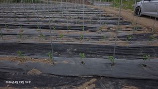 박용열조물주님 님의 고추 · 영농일지 작성글 사진