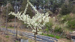강혜원님의 옥수수 · 영농일지 작성글 사진