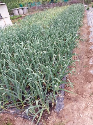 상추20832님의 기타작물 · 영농일지 작성글 사진