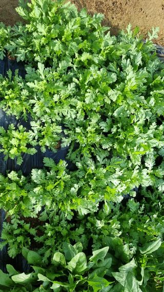 김지철님의 기타작물 · 영농일지 작성글 사진