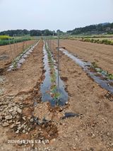 팜모닝 기타작물·영농일지 게시글 이미지