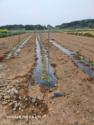 유명숙님의 기타작물 · 영농일지 작성글 사진