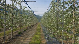축복의땅 에덴동산님의 사과 · 영농일지 작성글 사진