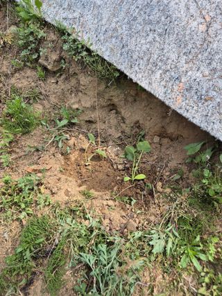 호랑이별님의 기타작물 · 영농일지 작성글 사진