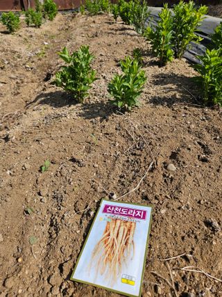 유포리아춘천님의 기타작물 · 영농일지 작성글 사진