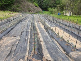 강동수님의 고추 · 영농일지 작성글 사진