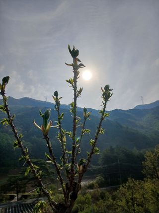 인생은 소풍처럼~님의 기타작물 · 영농일지 작성글 사진