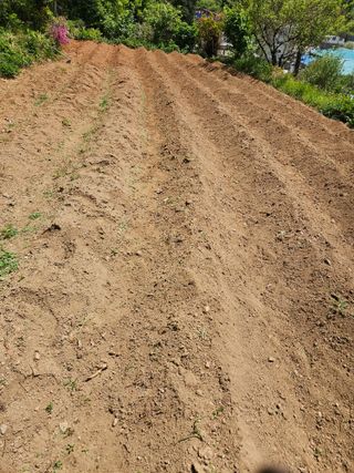 곤지암부곡농부김동천님의 기타작물 · 영농일지 작성글 사진