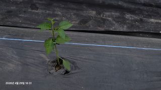 박용열조물주님 님의 고추 · 영농일지 작성글 사진