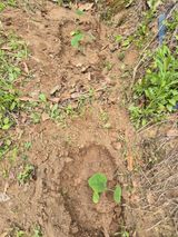 팜모닝 기타작물·영농일지 게시글 이미지