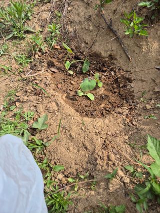 호랑이별님의 기타작물 · 영농일지 작성글 사진