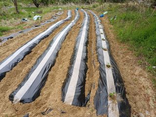 김진현님의 기타작물 · 영농일지 작성글 사진