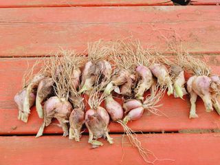 한경훈님의 파 · 영농일지 작성글 사진