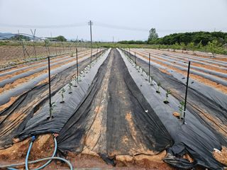 강창원님의 고추 · 영농일지 작성글 사진