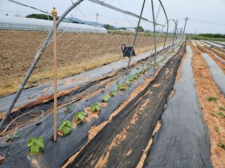 강창원님의 고추 · 영농일지 작성글 사진