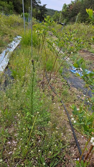 대봉농원 이경화님의 블루베리 · 영농일지 작성글 사진