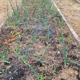 화려한이글님의 기타작물 · 영농일지 작성글 사진