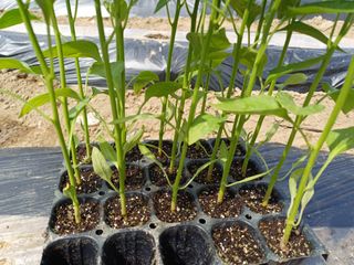 김진현님의 기타작물 · 영농일지 작성글 사진