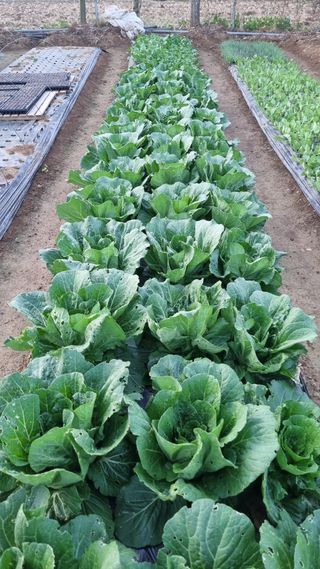 김지철님의 기타작물 · 영농일지 작성글 사진