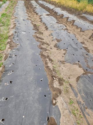 김해열님의 기타작물 · 영농일지 작성글 사진