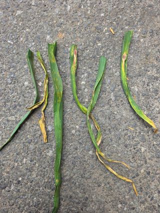 이상철님의 기타작물 · 영농일지 작성글 사진