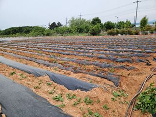 강창원님의 고추 · 영농일지 작성글 사진