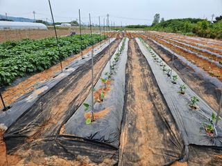 강창원님의 고추 · 영농일지 작성글 사진
