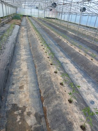 이근홍님의 고추 · 영농일지 작성글 사진