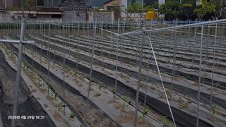 박용열조물주님 님의 고추 · 영농일지 작성글 사진