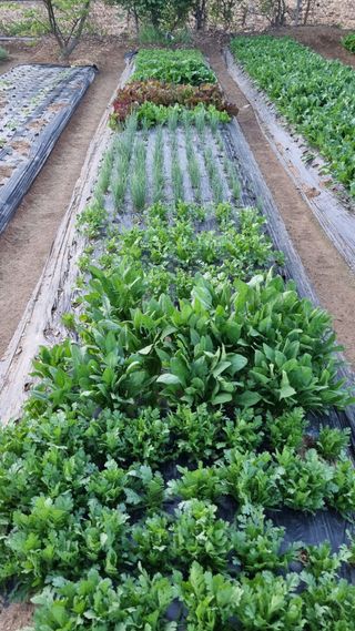 김지철님의 기타작물 · 영농일지 작성글 사진