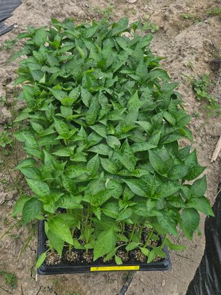 김해열님의 기타작물 · 영농일지 작성글 사진