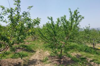 철남 김희곤님의 복숭아 · 영농일지 작성글 사진