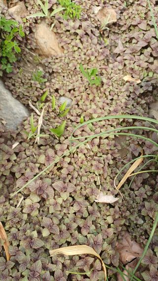 박신영님의 기타작물 · 영농일지 작성글 사진