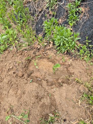 호랑이별님의 기타작물 · 영농일지 작성글 사진