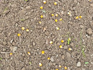 늘햇살팜 님의 기타작물 · 영농일지 작성글 사진